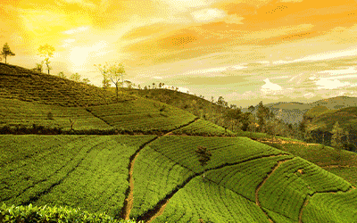 Mesmerizing Sikkim with Darjeeling Mesmerizing Sikkim with Darjeeling