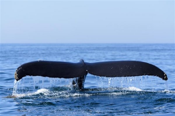Humpback Whale Fundy (Small).jpg
