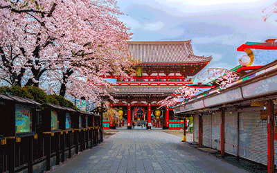 Japan (Cherry Blossom) 