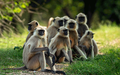 Ranthambore-Roar_pk33969_1.gif