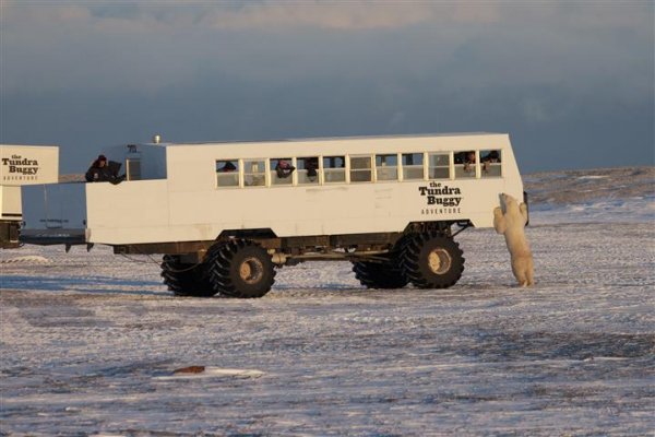 Tundra-tour-courtesy-of-Manitoba-Tourism.jpg