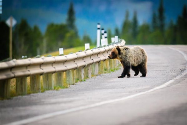 bear-banffNP.jpg